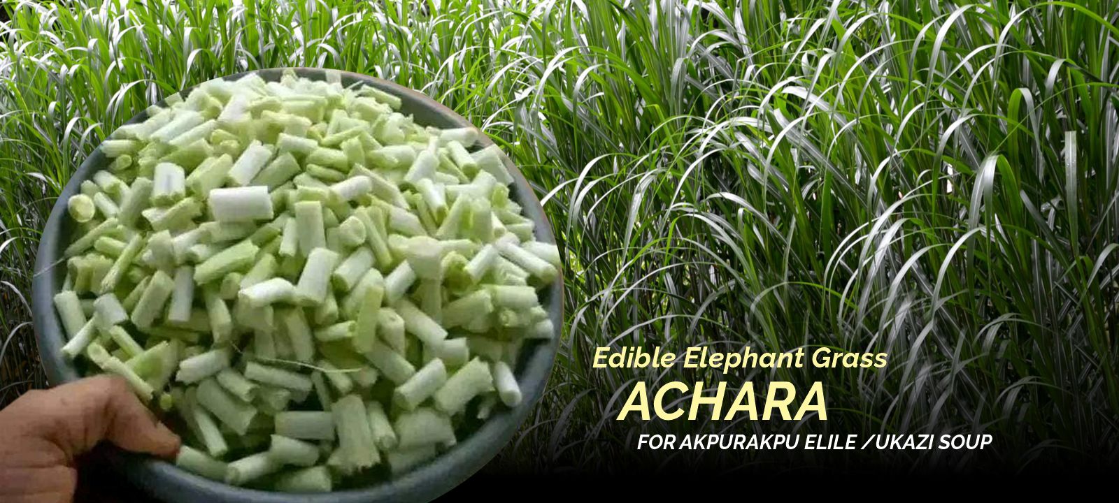 Ikwuano Ambassadors - Achara